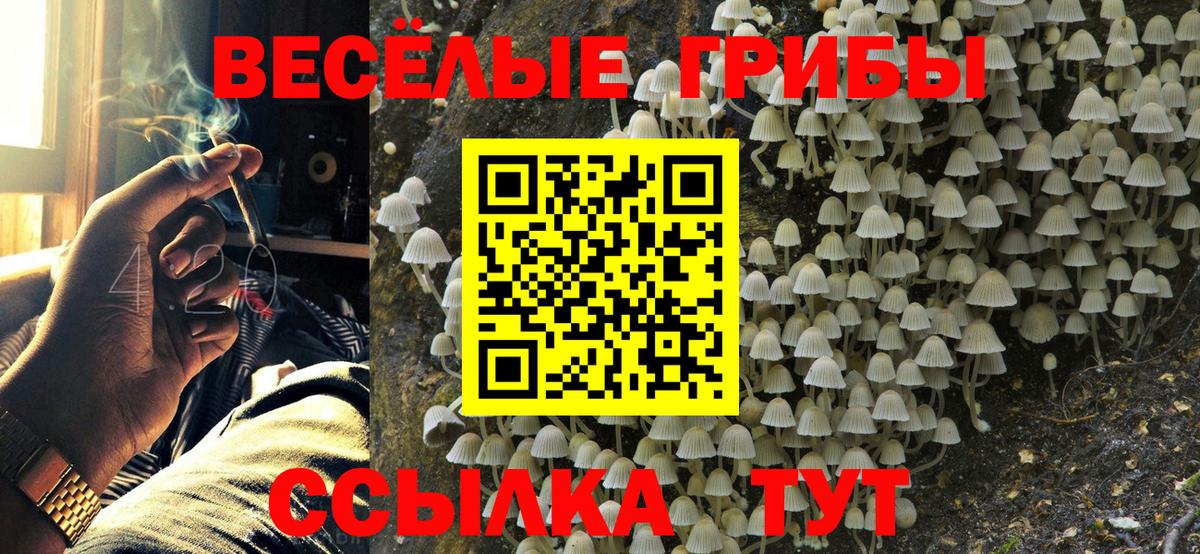 Псилоцибиновые грибы Psilocybe Брянск